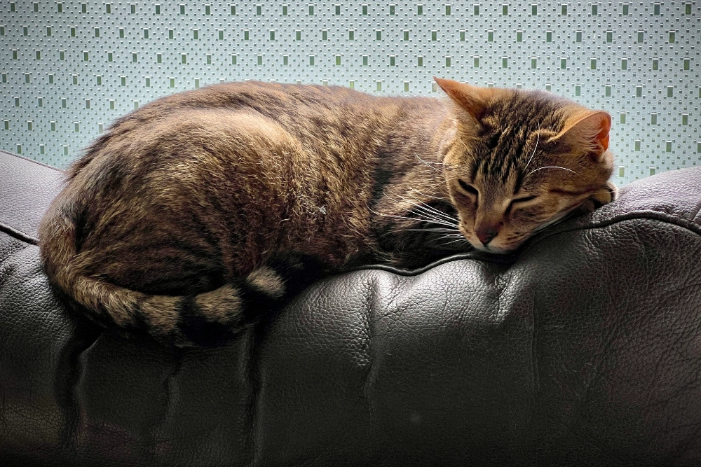 portrait de Fifi le chat